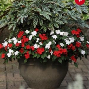 Meet your Posher, Marilyn